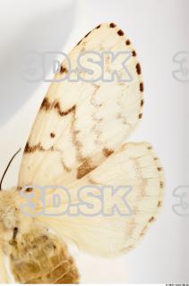 Butterfly Limantria dispar 0004